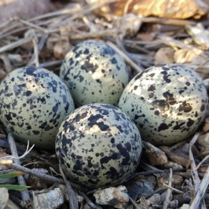 Bird Eggs