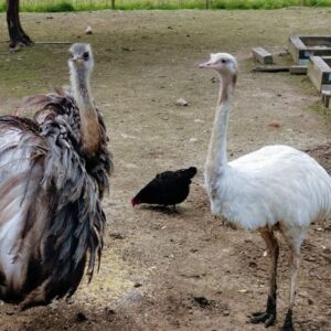 Rhea Birds & Chicks