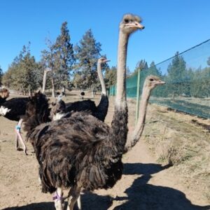 Ostrich Birds & Chicks