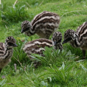 Emus Birds & Chicks