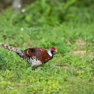 elliot pheasant for sale