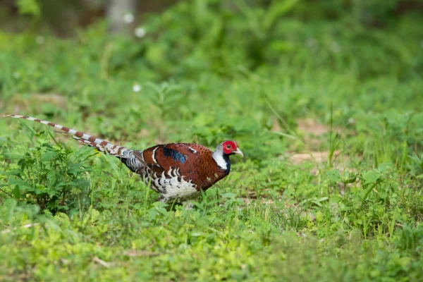 elliot pheasant for sale