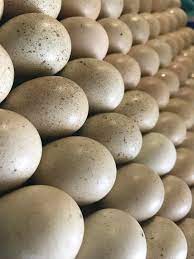 buy ringneck pheasant eggs