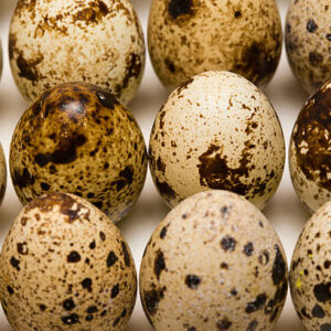 buy golden pheasant eggs