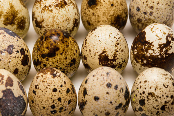 buy golden pheasant eggs