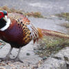 buy ring necked pheasant