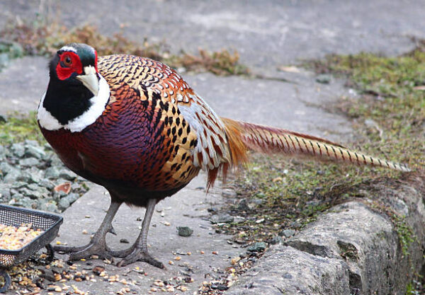 buy ring necked pheasant