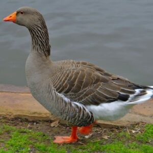 buy toulouse geese online