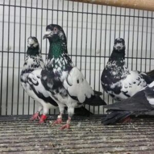 Pigeons