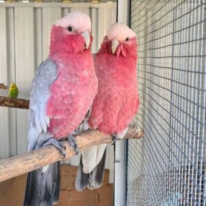 Buy Galah Cockatoos Online