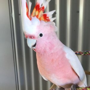 Buy Major Mitchell Cockatoos Online