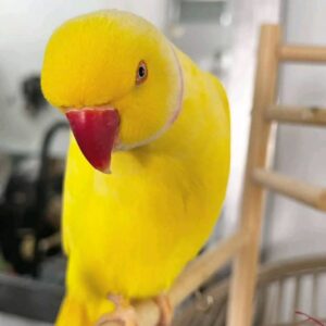 Buy Indian Ringneck Parrot Online