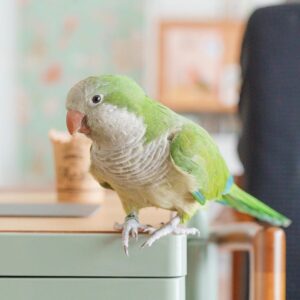 Buy Quaker Parrot Online