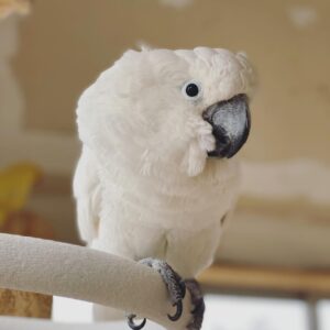 Buy Umbrella Cockatoos Online