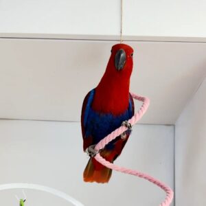 Buy Female Eclectus Parrot Online