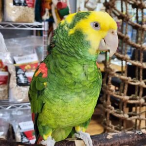 Buy Amazon Parrots Online