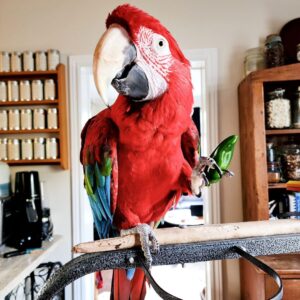 Green Winged Macaw Parrot