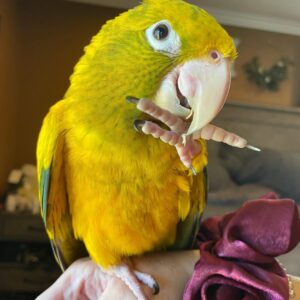 Golden Conure