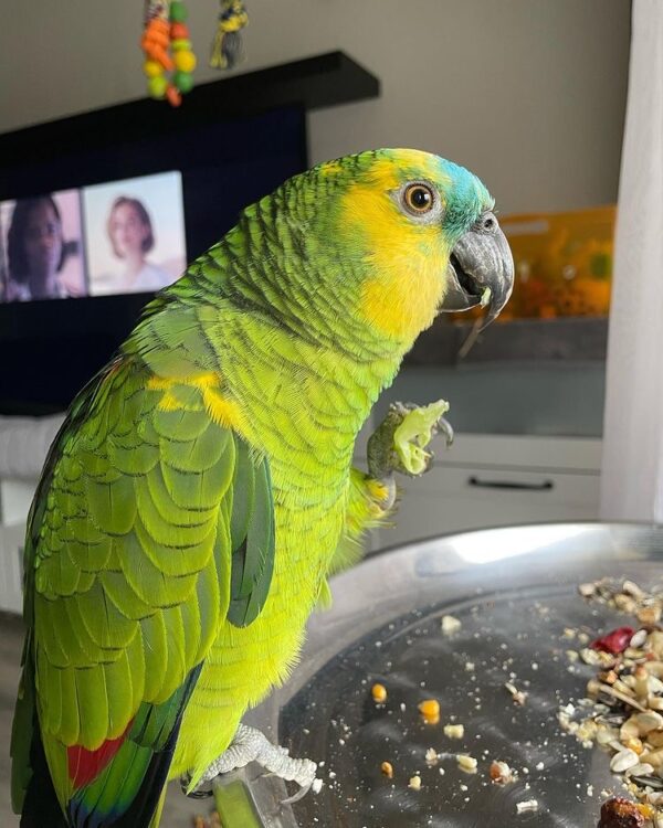 Hand tamed amazon parrot