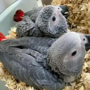 Congo African Grey Babies