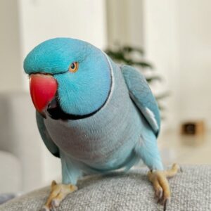 Indian RingNeck Parrot