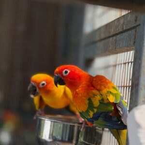 Sun Conure Parrots