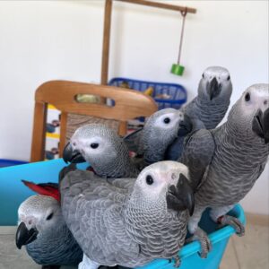Congo African Grey parrot