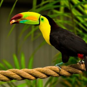 Toucan parrot