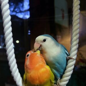 Love birds